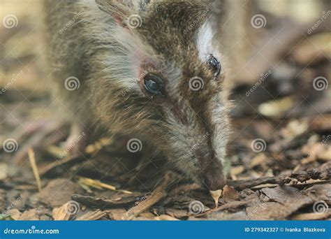 Long-nosed potoroo stock image. Image of long, hopping - 279342327