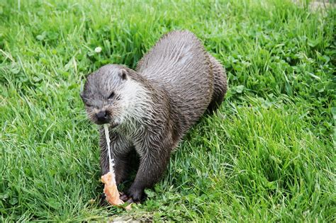 Otter | An otter eating a piece of salmon | Phil Amesbury | Flickr