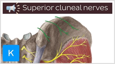 Superior cluneal nerves | Anatomical Terms Pronunciation by Kenhub ...