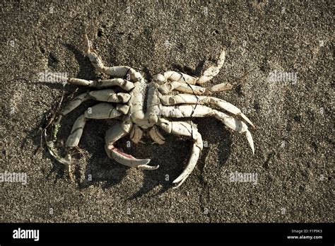 Crab Skeleton on the Beach Sand / Closeup - Top View. Nature ...