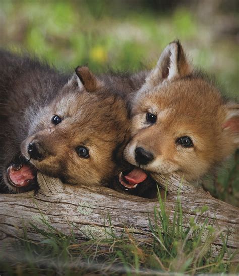 Wolf Pups. National Geographic | Super-Natural | Pinterest