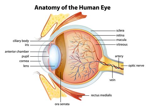 Eye Anatomy - Exeter Eye