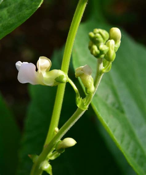 Roots 'n' Shoots: How to Grow: Common Bean plant - Vegetable of the Month