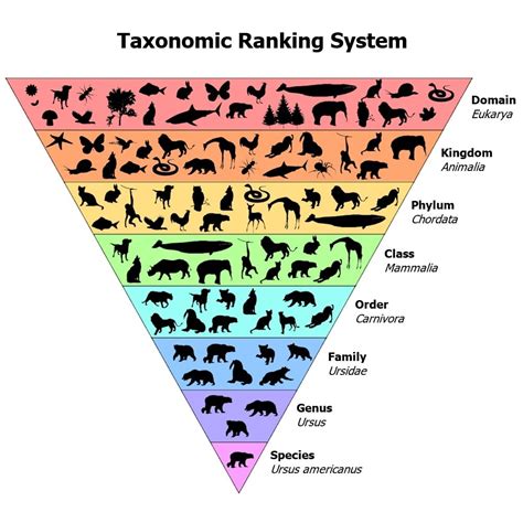 Plant & Animal Classification Guide (Biological Taxonomy) – Fauna Facts ...