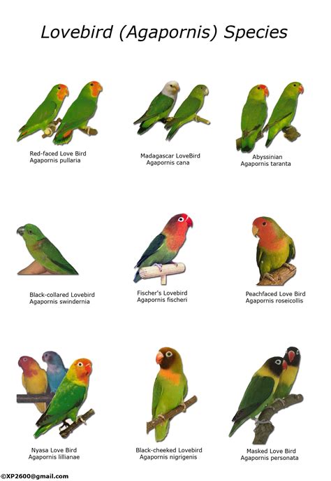 How many Types of Lovebird are there? - Bird Baron