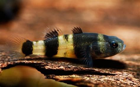 9 Freshwater Goby Species for Your Aquarium (With Info & Pictures) | Hepper