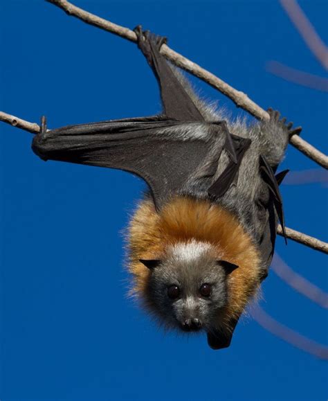 Australian Fruit Bat Diet - img-omnom