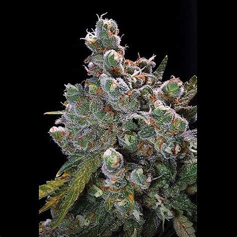 Super Uzi (Auto) - Premium Weed Seeds Bank