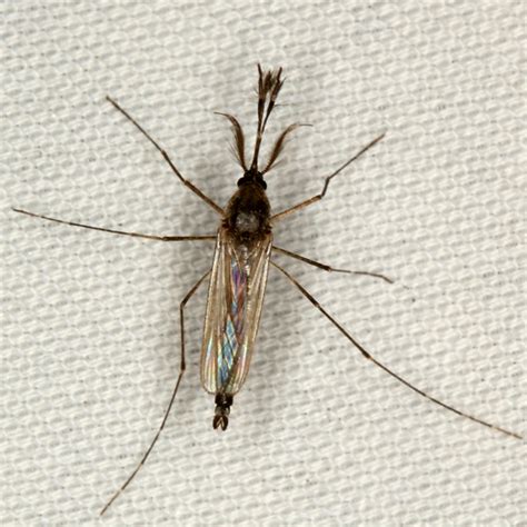 male mosquito - BugGuide.Net