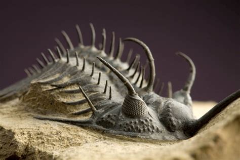 El mundo de los fósiles.: TRILOBITES