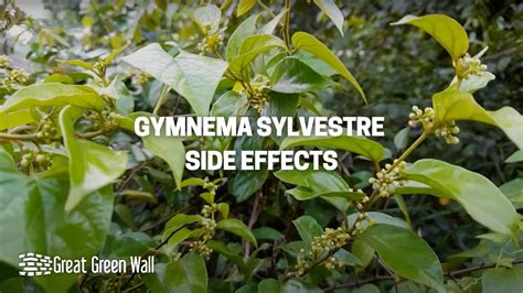 Gymnema Sylvestre Side Effects – Great Green Wall