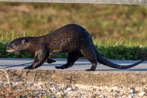 Took this a couple hours ago in south Florida. : r/Otters