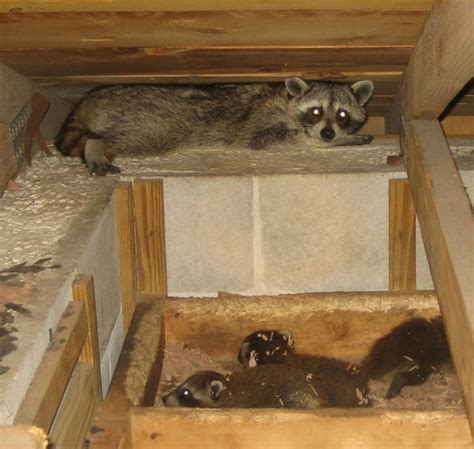 How to Get a Raccoon Out of an Attic