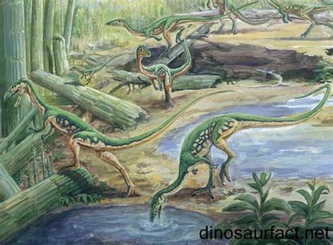 Coelophysis dinosaur