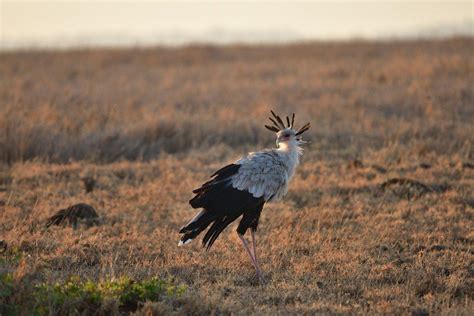 10 Wild Animals in Sudan [Wildlife in Sudan] - Kevmrc