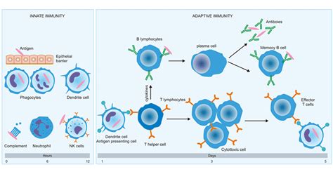 What are Innate and Adaptive Immunity? How are their Differences?- CUSABIO