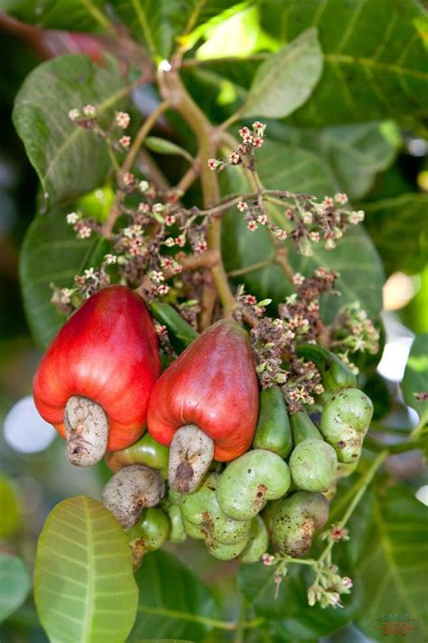 cashew fruit | Cashew Fruit Stuffed Mushrooms, Stuffed Peppers, Greek ...