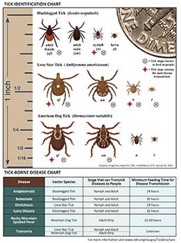 Common Ticks in Fairfax County | Health