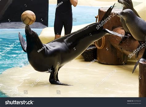 89 Seal Balancing Ball Stock Photos, Images & Photography | Shutterstock