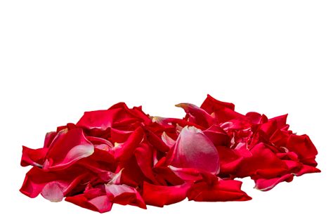 Download Roses, Petals, Flowers. Royalty-Free Stock Illustration Image ...