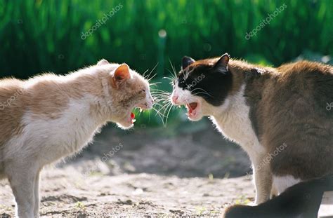 Fighting cats — Stock Photo © Alexust #8381051