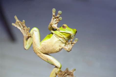 Free Image of A green tree frog with sticky feet on glass | Freebie ...