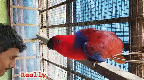 Most Beautiful Creature Eclectus Parrot Breeding / Birds Care And ...