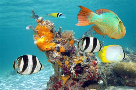 Vibrant Colors of Marine Life Stock Image - Image of ecosystem, animal ...