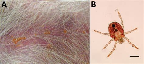 Figure - Trombiculiasis in a Dog with Severe Neurologic Disorders ...