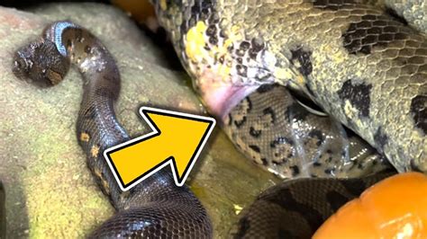 MY MALE ANACONDA HAD A BABY!! A VIRGIN BIRTH!! VERY RARE!! | BRIAN ...