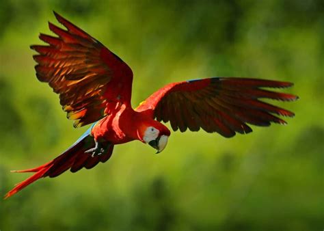 22 Scarlet Macaw Facts: Guide to the Beautiful Ara macao | Macaw ...