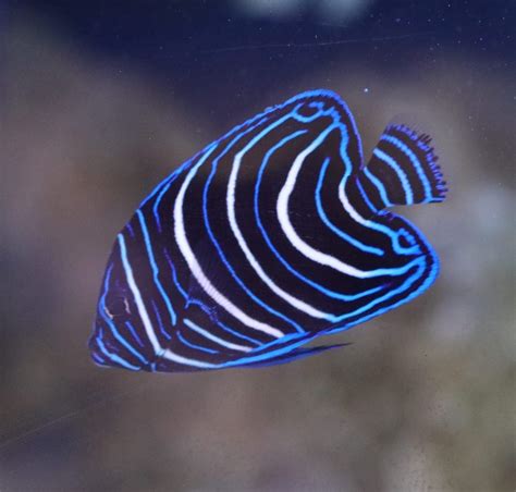 Angelfish – Koran - Live Gem Factory Ltd.