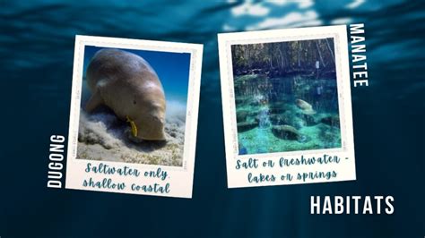 Dugong vs Manatee – 6 Ways to Tell the Difference