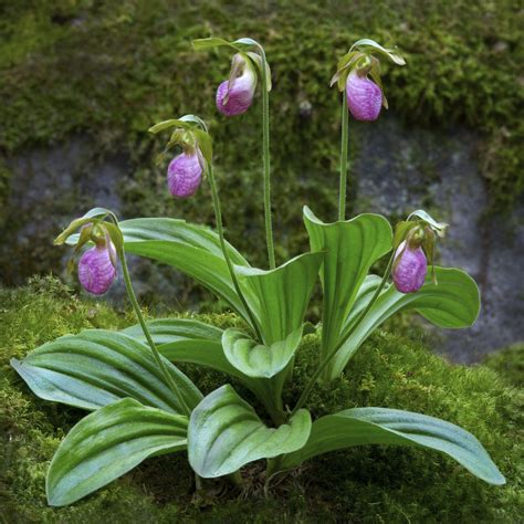 Pink Ladies Slippers | Lady slipper flower, Flower garden, Pink lady ...