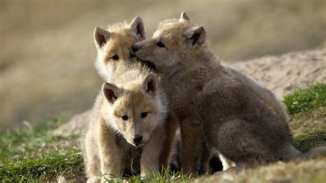 BBC Two - Three Arctic wolf pups Banjo Lola and Meg playing together ...