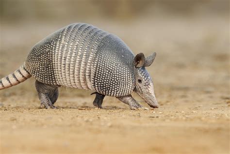 10 Animals Found in Brazil - WorldAtlas