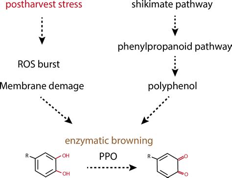 Frontiers | Unraveling crop enzymatic browning through integrated omics