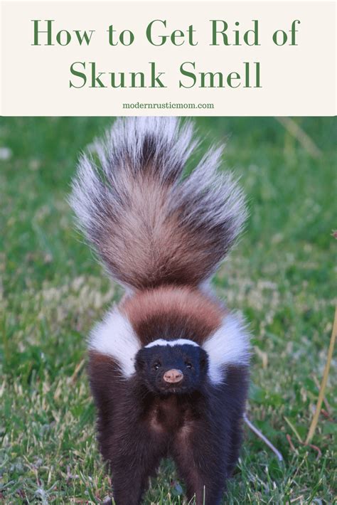 How to Get Rid of Skunk Smell - Modern Rustic Mom