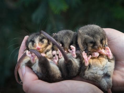 Baby Pygmy Possum