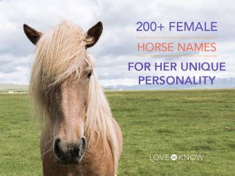 200+ Female Horse Names for Her Unique Personality | LoveToKnow Pets