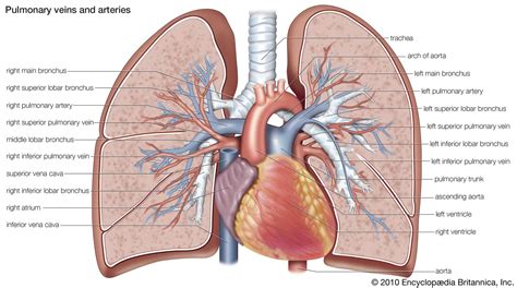 Bronchial And Pulmonary Artery