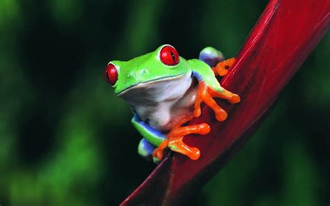 Red Eyed Tree Frog Wallpapers - Wallpaper Cave