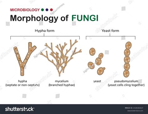 Mycelium hyphae Images, Stock Photos & Vectors | Shutterstock