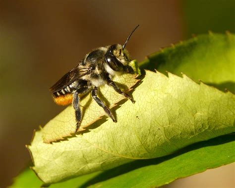 There are about 27 species of leafcutter bees in Australia. They are ...