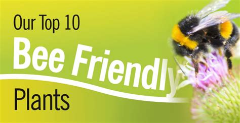 Bee Friendly Plants – Haskins Garden Centres