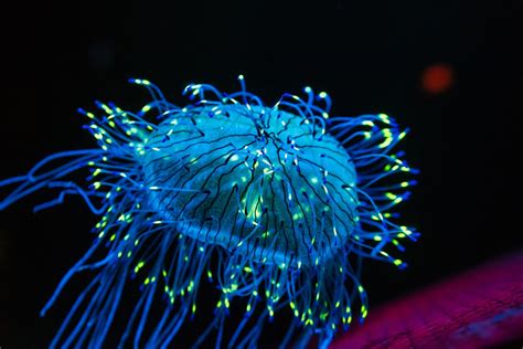 Bioluminescence: Light Show Beneath the Sea | Panhandle Outdoors