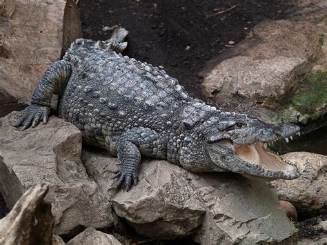 Mugger Crocodile Facts and Pictures | Reptile Fact