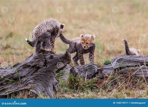 Cheetah cubs playing stock image. Image of baby, kenya - 168219577