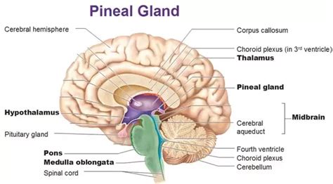 Pineal Gland : Anatomy, Location & Function - Anatomy Info