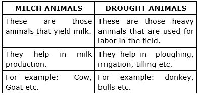 What are milch and draught animals?